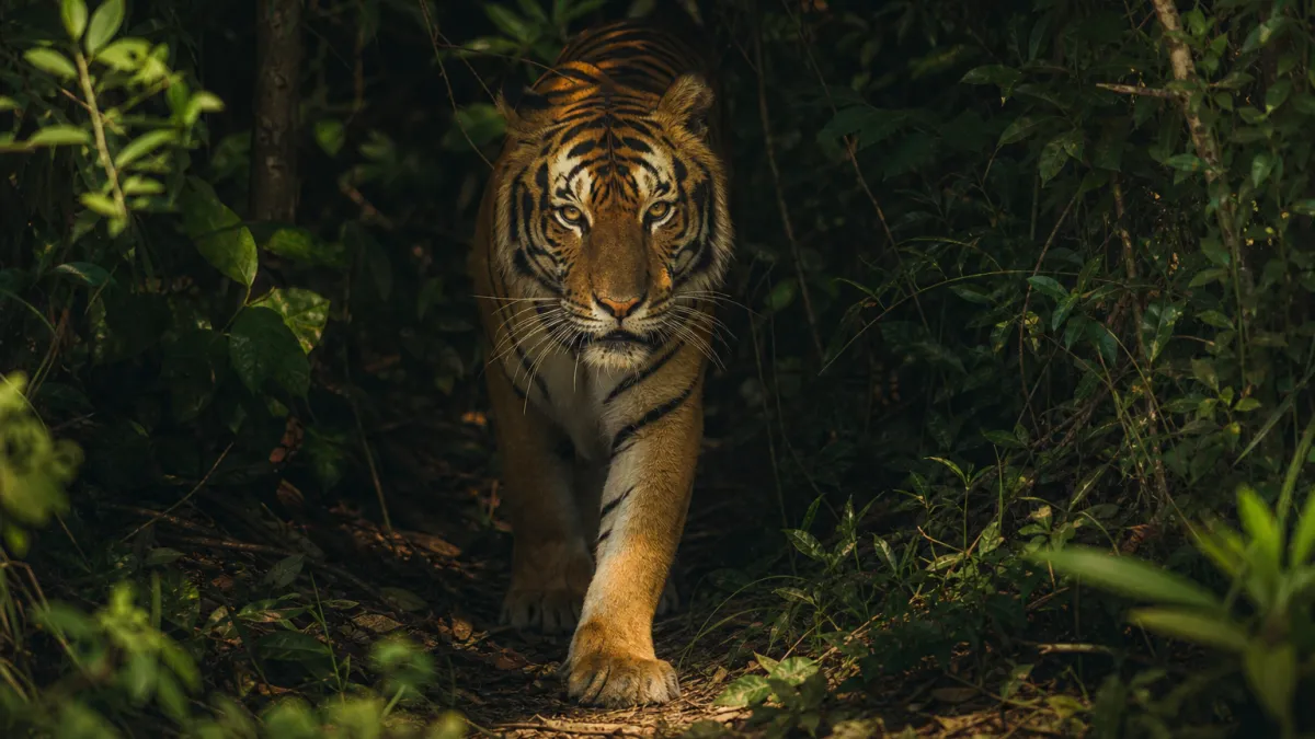Animaux qui commencent par la lettre T : liste complète